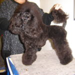 cacib-narnberg-004