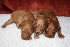 I- puppies (2)